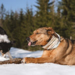 #TongueOutTuesday (12), Hurtta 2022 adventurer, hondenfotografie Zweden, www.DOGvision.be