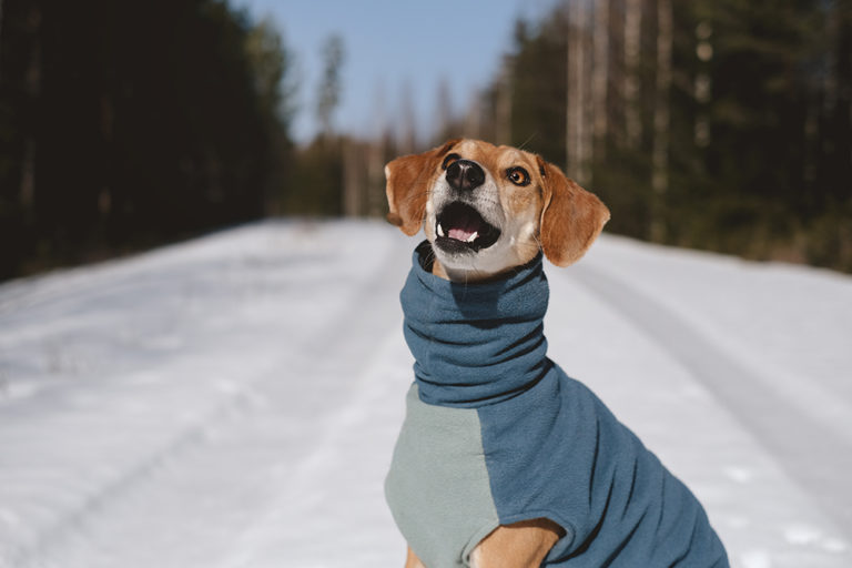 #TongueOutTuesday, gekke hondensnoeten, hondenfotografie Zweden Dalarna, avontuurlijke honden, www.DOGvision.be