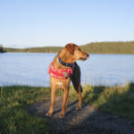 #TongueOutTuesday (31) , Hondenfotografie, Honden in Zweden, reddingsvest Hurtta, www.DOGvision.be