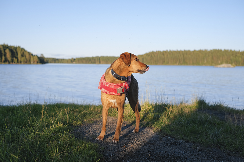 #TongueOutTuesday (31) , Hondenfotografie, Honden in Zweden, reddingsvest Hurtta, www.DOGvision.be